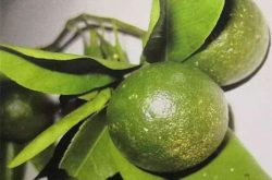 无毒柑橘苗栽培过程