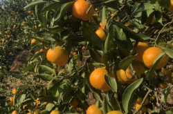 柑橘一般在几月份进行种植呢