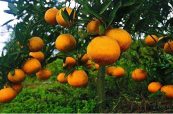 柑橘种植时适合在什么土壤里面呢