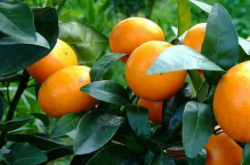 石门县种植柑橘的利大于弊吗