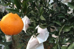 柑橘什么时候可以套袋培育呢