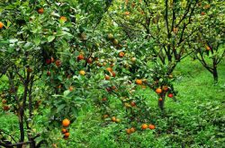 柑橘种植的生长环境