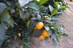 柑橘如何防治病虫害？