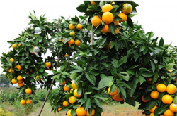 安徽地区能种植柑橘吗