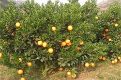 柑橘种植在中国分布
