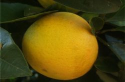 柑橘晚熟品种套袋