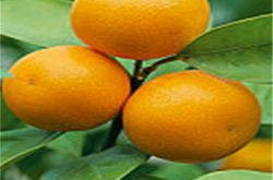 脆皮柑橘怎种植