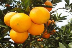 柑橘种植适宜气候