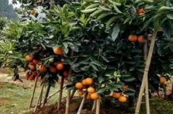柑橘种植株距多少才合适?