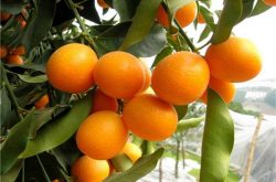 日本柑橘种植密度