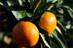 春见柑橘低温能种植吗