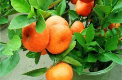 柑橘树苗适合用什么肥料