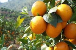 四川哪里大量种植清见柑橘