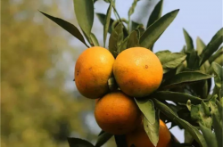种植春见柑橘气候