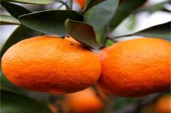 柑橘树自然开心形