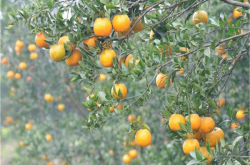 柑橘盆景春季剪枝