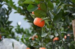 柑橘种植在哪个温度带