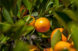 柑橘最适宜种植种类和品种