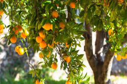 重庆柑橘种植品种