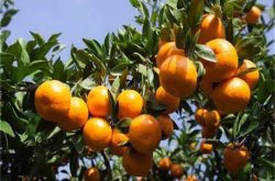 柑橘山地种植需条件