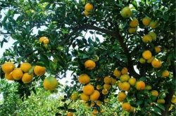 柑橘剪枝过程