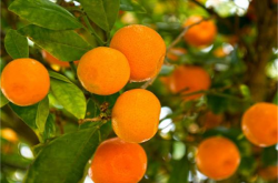 柑橘剪枝方式