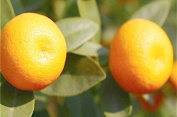 柑橘种植最适土壤