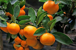 柑橘种植与保存技术