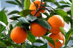 柑橘徒长枝容易黄化的原因是什么