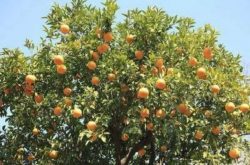 柑橘种植要考虑的因素