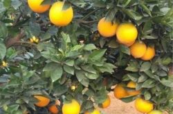 您知道晚熟柑橘为什么要套袋吗？