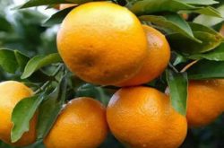 柑橘怎样在北方种植？