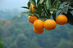 湖北十堰柑橘种植基地优势地理条件有哪些？
