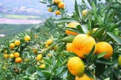 云南省柑橘种植情况