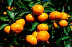 柑橘环割和920的作用是什么？