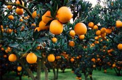 柑橘小苗可以用高氮叶面肥