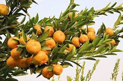 柑橘促根的施肥方法是什么？