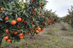柑橘种植条件海拔怎么样