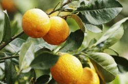 掌握柑橘疏果日有利于果树成长