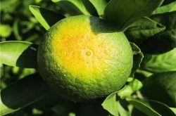 柑橘种植行业发展前景