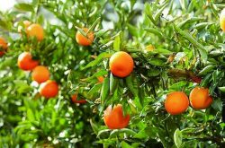柑橘树管理和施肥打药的工作有哪些？