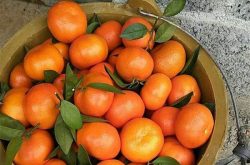 柑橘认识与种植怎么选择？