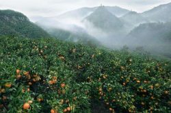 柑橘北方能否种植?