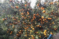 广西柑橘种植现状分析