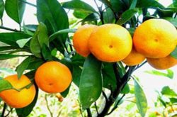 种植柑橘市场前景分析