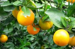 河南地区能种植柑橘
