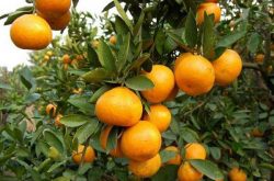 柑橘采收时要怎么剪?