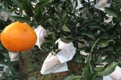 柑橘可以套袋吗?