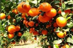 柑橘施肥壮果促花技术