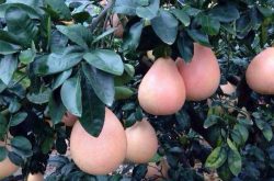 今年三红蜜柚价格怎么样，三红蜜柚怎么种植